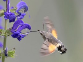 Ein Taubenschwänzchen schwebt vor einer Blüte, während es mit seinem Rüssel Nektar saugt. Ein Taubenschwänzchen schwebt vor einer Blüte, während es mit seinem Rüssel Nektar saugt.