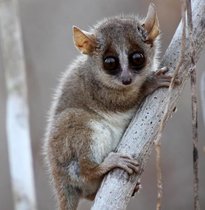 Ein Grauer Mausmaki (Microcebus murinus)