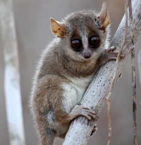 Ein Grauer Mausmaki (Microcebus murinus)