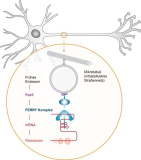 Transport von mRNA in Neuronen FERRY-Komplex