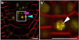 Lokalisation des PLETHORA3-Proteins 