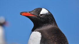 Pinguine Antarktis klimawandel