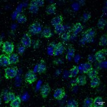 Gewebe der Großhirnrinde der Maus 