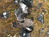 Eine der Raubmöwen (Skua), die das Jenaer Team während seiner Expedition tot aufgefunden hat. 