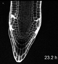 Zu viel Auxin kann tumoröses Verhalten verursachen 