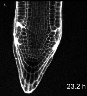 Zu viel Auxin kann tumoröses Verhalten verursachen 