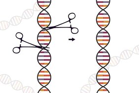 CRISPR-Genschere