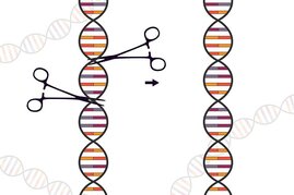 CRISPR-Genschere