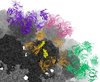 Teilansicht des JC-Polyomavirus (schwarz) mit verschiedenen Antikörpern (farbig). 