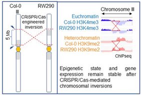 Grafik CRISPR-Cas9-induzierte A. thaliana-Inversionslinie mit einer 5 Mb-großen Inversion. 