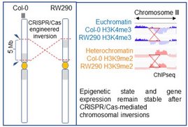 Grafik CRISPR-Cas9-induzierte A. thaliana-Inversionslinie mit einer 5 Mb-großen Inversion. 