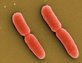 E. coli-Bakterien 