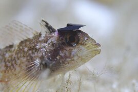 Gelber Spitzkopf-Schleimfisch mit Hütchen
