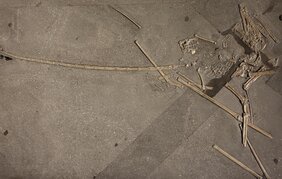 Skelett eines Campylognathoides aus dem Posidonienschiefer 