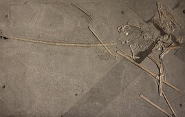 Skelett eines Campylognathoides aus dem Posidonienschiefer 