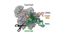 Kryo-Elektronenmikroskopstruktur der Nuklease Cas12a3, die den Schwanz einer Transfer-RNA (tRNA) spaltet. 