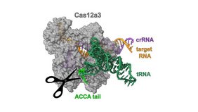 Kryo-Elektronenmikroskopstruktur der Nuklease Cas12a3, die den Schwanz einer Transfer-RNA (tRNA) spaltet. 