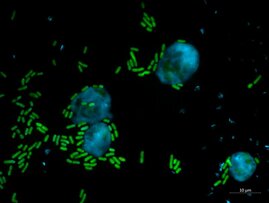 Bakterien der Gattung Pseudomonas produzieren einen stark antimikrobiellen Naturstoff, Keanumycin