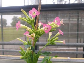 Tabakpflanze Blüten