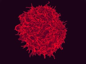 Blutkrebs T-Lymphozyten