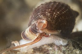 Die Vampirschnecke Cumia intertexta ist das „Internationale Weichtier des Jahres 2026“