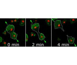 Videomikroskopie einer Zellteilung durch Proteinwellen in einem 0,05x0,06 Millimeter großen Bildausschnitt. Die Proteinwellen sind grün gefärbt, die Zellkerne rot. Die Wellen bewegen sich in Pfeilrichtung und teilen so die Zelle in zwei Tochterzellen. 