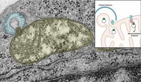 Mitochondrien mutierte mtDNA 