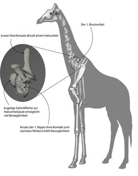 Erster Brustwirbel der Giraffe: Anatomie
