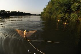 Datenbank zu semiaquatischen Insekten