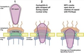 Modell für den Eintritt des HIV-1-Kapsids in den Zellkern von Makrophagen.