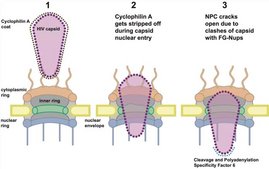 Modell für den Eintritt des HIV-1-Kapsids in den Zellkern von Makrophagen.