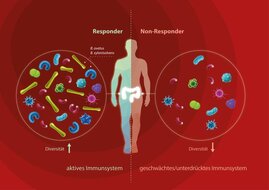 Schematische Darstellung der möglichen Zusammenhänge zwischen Darmmikrobiom und Krankheiten.  
