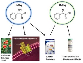 Struktur und Einsatzmöglichkeiten von Phenylglycin