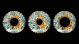 Auge Pupille Orexin