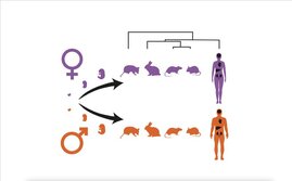 Organe männlicher und weiblicher Säugetiere