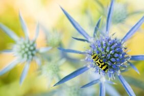 Entwicklung der Insektenbiomasse Witterungsbedingungen