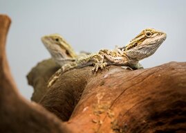 Wettbewerb zwischen den Gehirnhälften im Schlaf