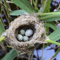 Ein Kuckuck hat sein etwas größeres Ei in das Nest eines Teichrohrsängers gelegt.