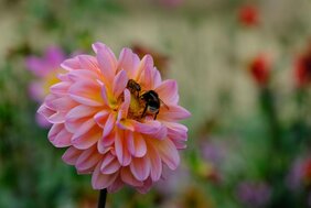 Der volkswirtschaftliche Nutzen der Bestäubungsarbeit von Tieren, v. a. von Insekten, beträgt im Mittel in Deutschland 3,8 Milliarden Euro pro Jahr