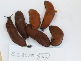 Die invasive Spanische Wegschnecke (Arion vulgaris) mit Hybridformen. 