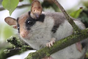 Der Gartenschläfer (Eliomys quercinus), „Wildtier des Jahres 2023“