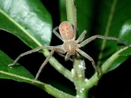 Insgesamt vier Arten aus Madagaskar und benachbarten Inseln konnten der neu beschriebenen und benannten Gattung Thunberga zugeordnet werden.  