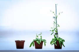 Ackerschmalwand-Pflanzen (Arabidopsis thaliana) in verschiedenen Entwicklungsstadien 