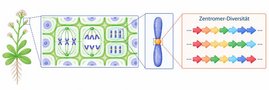 Die Abb. zeigt Zellen, die sich teilen, rechts das Zentromer mit den vielfältigen, repetitiven DNA-Sequenzen.