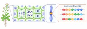 Die Abb. zeigt Zellen, die sich teilen, rechts das Zentromer mit den vielfältigen, repetitiven DNA-Sequenzen.