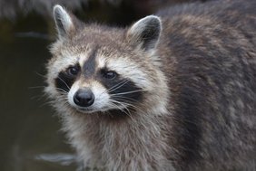 Waschbär