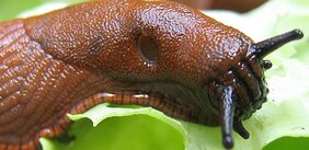 „Spanische“ Wegschnecke (Arion vulgaris)