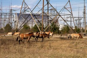 Przewalski-Pferde in der Nähe des ehemaligen Kernkraftwerks Tschernobyl im Jahr 2020. Przewalski-Pferde in der Nähe des ehemaligen Kernkraftwerks Tschernobyl im Jahr 2020.