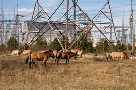 Przewalski-Pferde in der Nähe des ehemaligen Kernkraftwerks Tschernobyl im Jahr 2020. Przewalski-Pferde in der Nähe des ehemaligen Kernkraftwerks Tschernobyl im Jahr 2020.