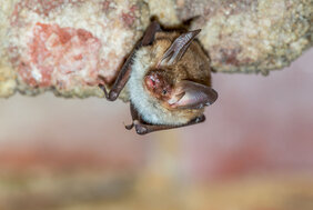 Fledermaus Größe Klima